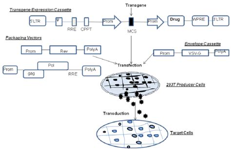 lentivirus vectors tff.